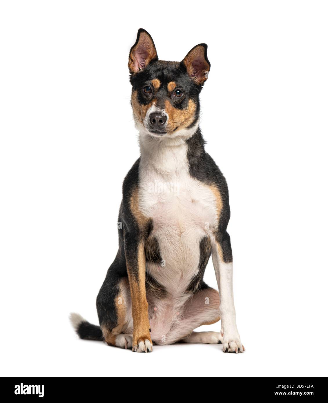Chien croisé tricolore assis et regardant vers l'avant sur un fond blanc Banque D'Images