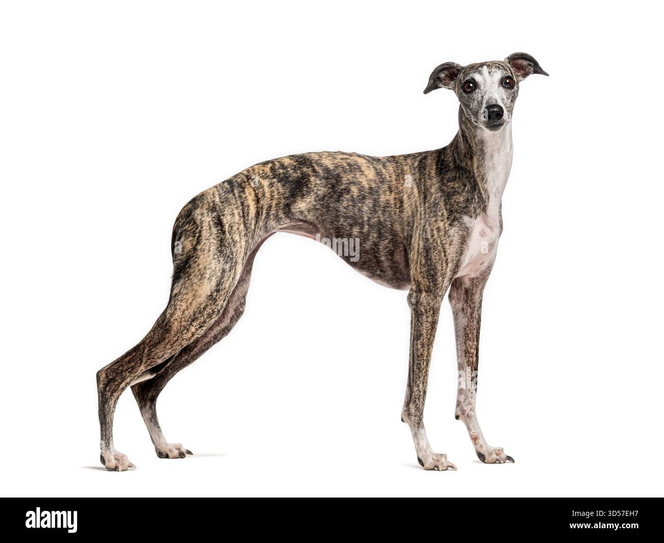 Chien Whippet debout et regardant vers l'avant sur un fond blanc Banque D'Images