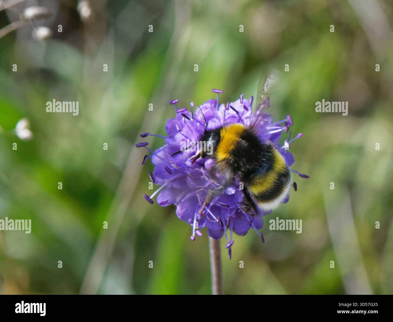 Bourdon à ceinture brisée (Bombus soroeensis) ouvrier nectaring sur Devil’s bit scabious (Succisa pratensis) dans les prairies, Salisbury Plain, Wiltshire, Royaume-Uni. Banque D'Images