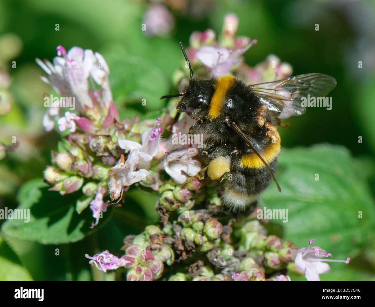 Bourdon à queue polie (Bombus terrestris) avec plusieurs acariens phorétiques (Parasitellus fucorum) attachés à la marjolaine sauvage (Origanum vulgare). Banque D'Images