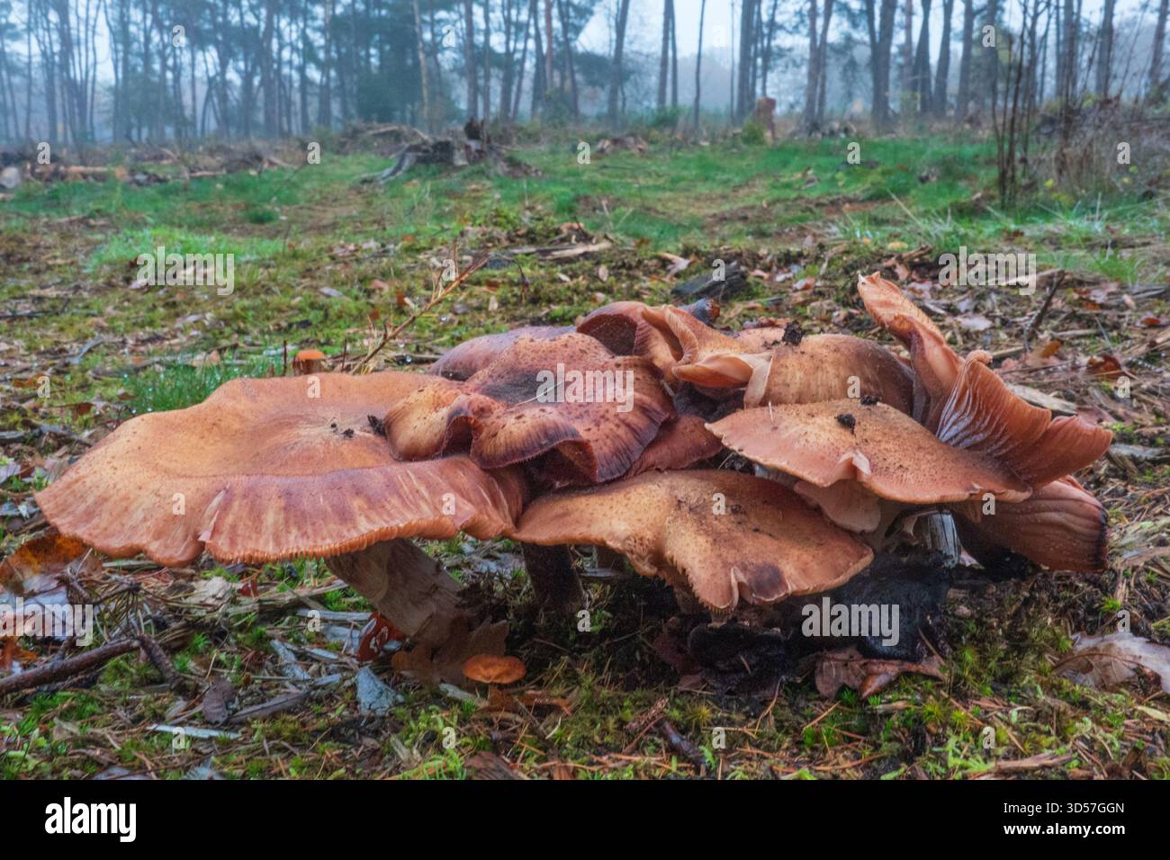 Groupe de champignons miel, Armillaria ostoyae Banque D'Images