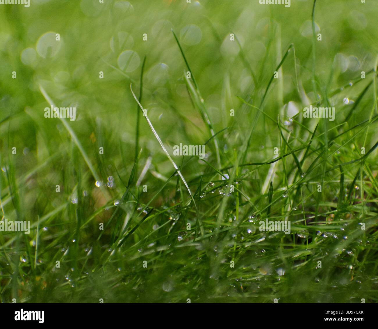 la pluie tombe sur des brins d'herbe verte Banque D'Images