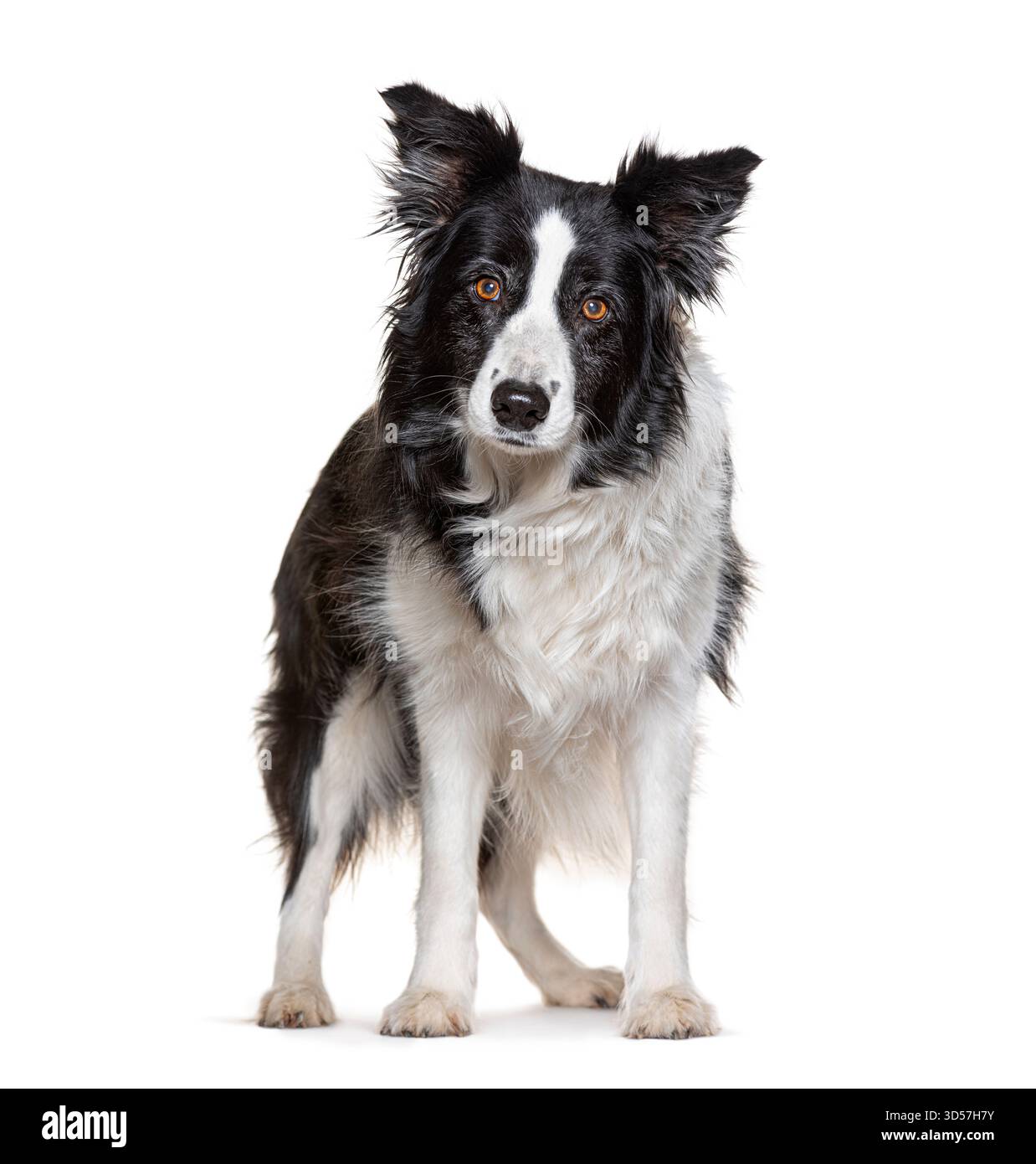 Border collie chien debout et regardant vers l'avant sur un fond blanc Banque D'Images