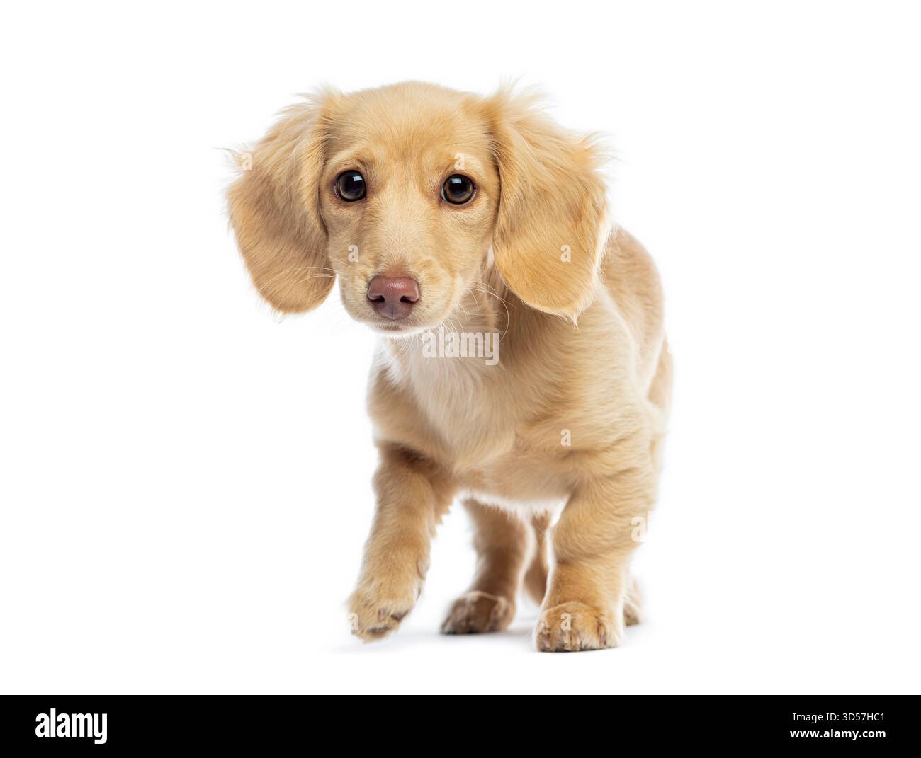 Mignon Teckel miniature chiot marchant et regardant vers l'avant sur un fond blanc Banque D'Images