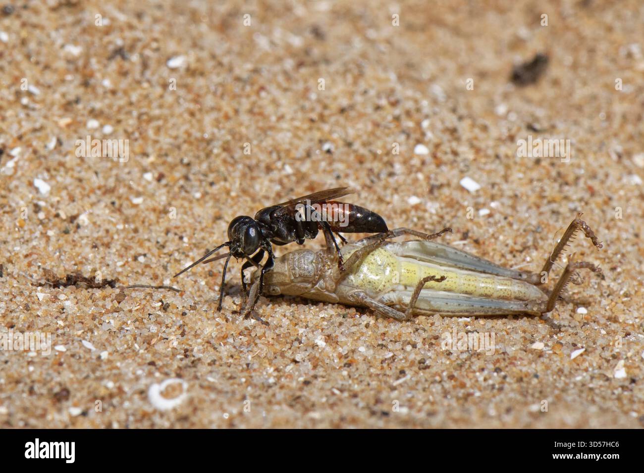 Guêpe grabber à bandes rouges (Tachysphex pompiliformis) traînant une nymphe grasshopper qu'elle a paralysée vers son terrier de nid dans les dunes côtières. Banque D'Images