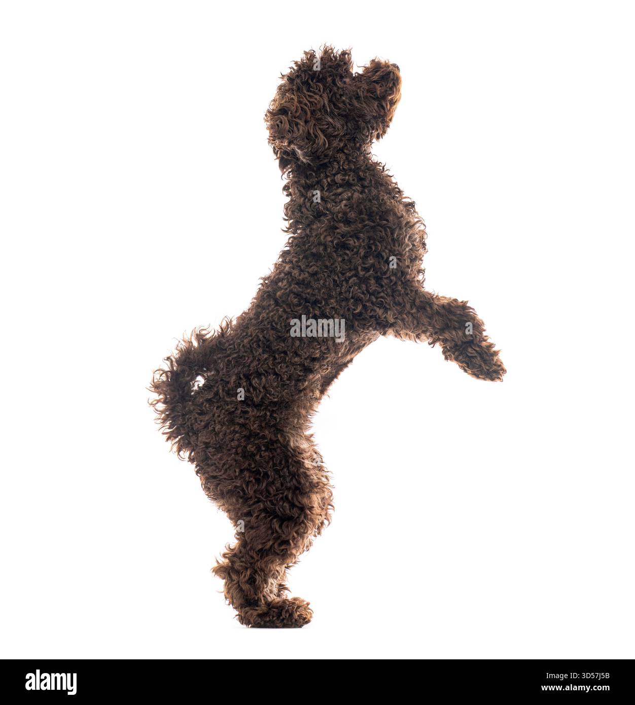 Caniche brun ludique debout sur les pattes arrière, isolé sur un fond blanc, mettant en valeur sa nature ludique et son énergie Banque D'Images
