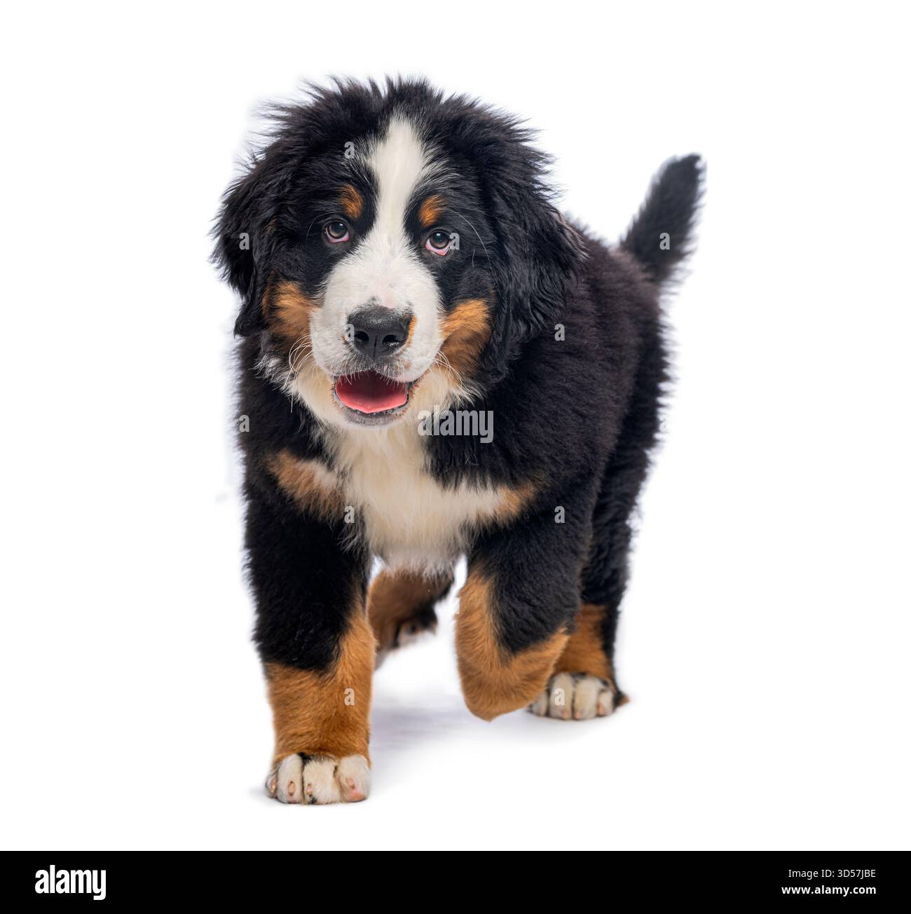 Chien de montagne bernois ludique de trois mois marchant et regardant vers l'avant sur un fond blanc Banque D'Images