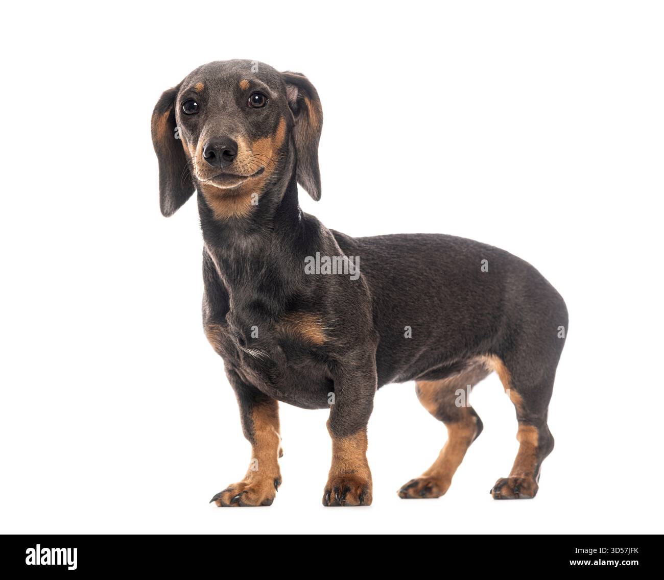Chiot Teckel mignon debout et regardant vers l'avant sur un fond blanc Banque D'Images