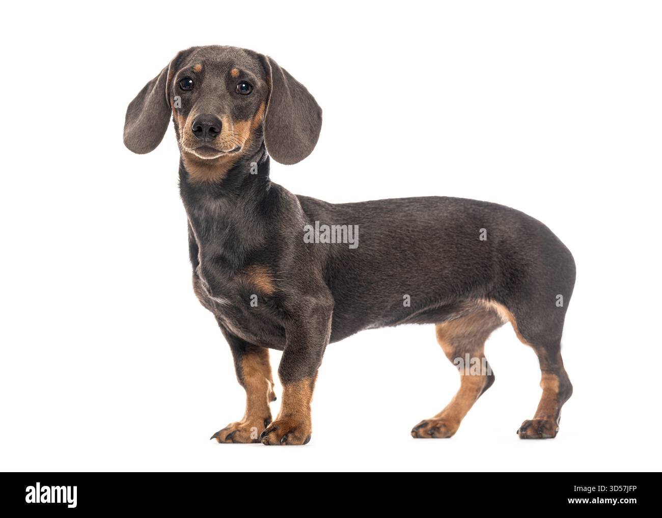 Teckel aux cheveux lisses debout et regardant vers l'avant sur un fond blanc Banque D'Images
