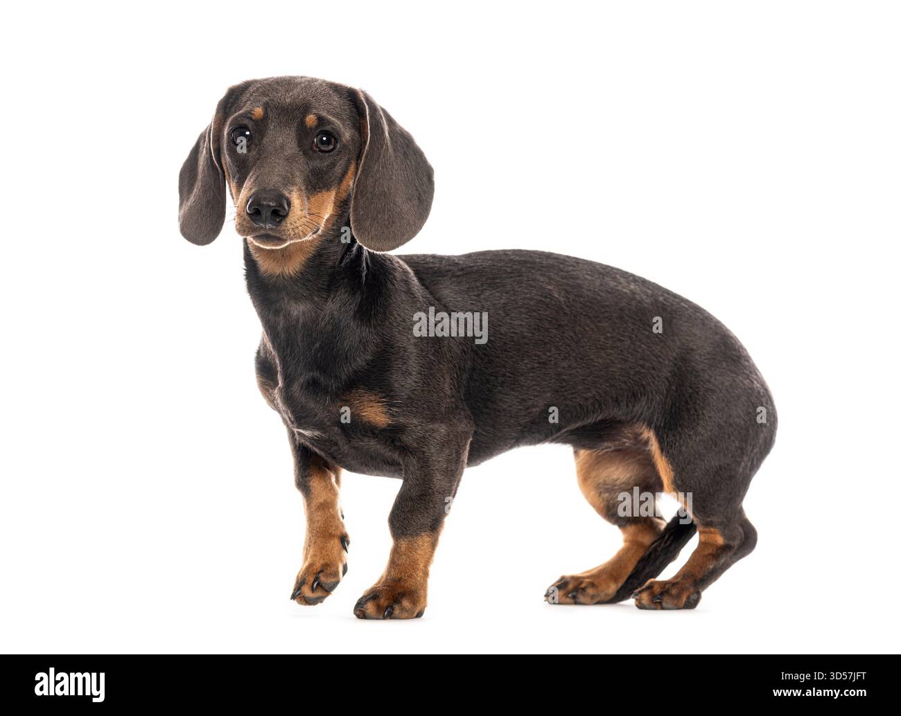 Teckel aux cheveux lisses debout et regardant vers l'avant sur un fond blanc Banque D'Images