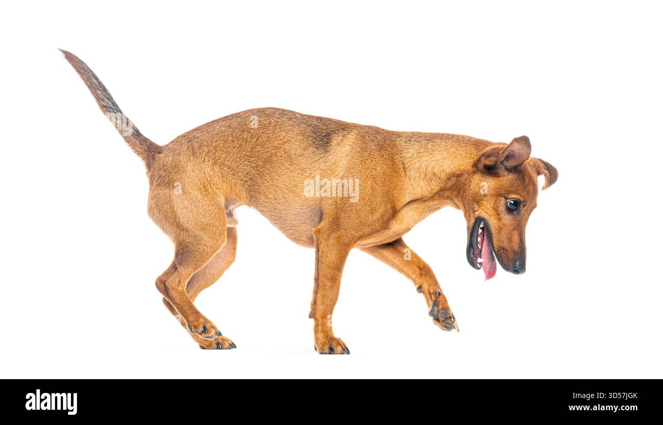 Chien croisé brun ludique marchant et haletant sur fond blanc Banque D'Images