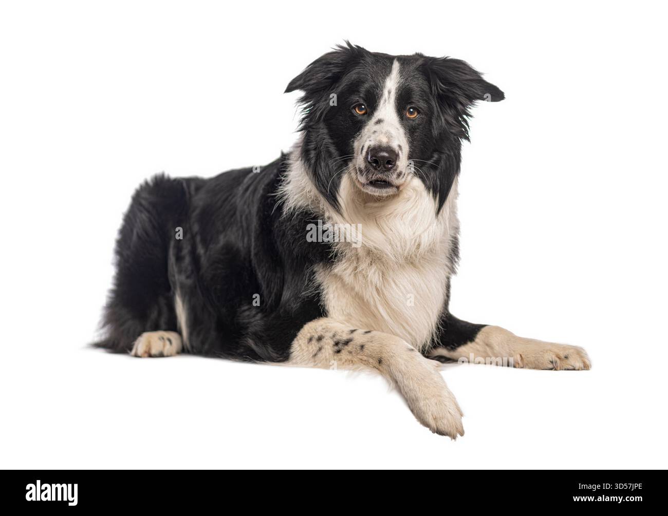 Le chien Border collie est allongé sur fond blanc et regarde vers l'avant Banque D'Images
