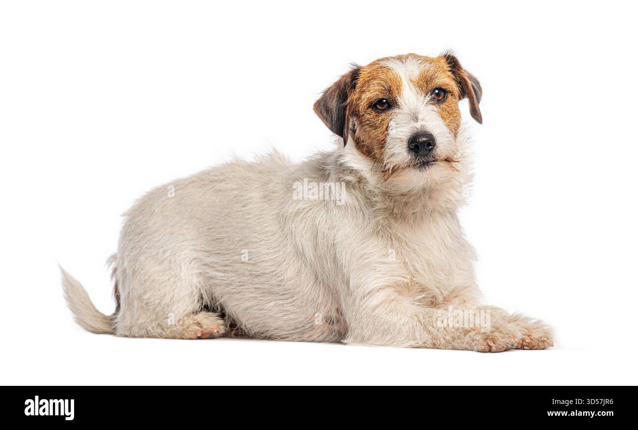 jack russell terrier couché et regardant vers l'avant sur fond blanc Banque D'Images