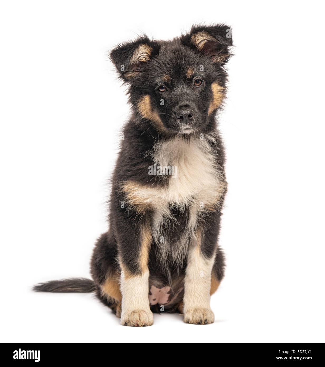 Chiot berger australien mignon assis et posant sur un fond blanc sans couture Banque D'Images