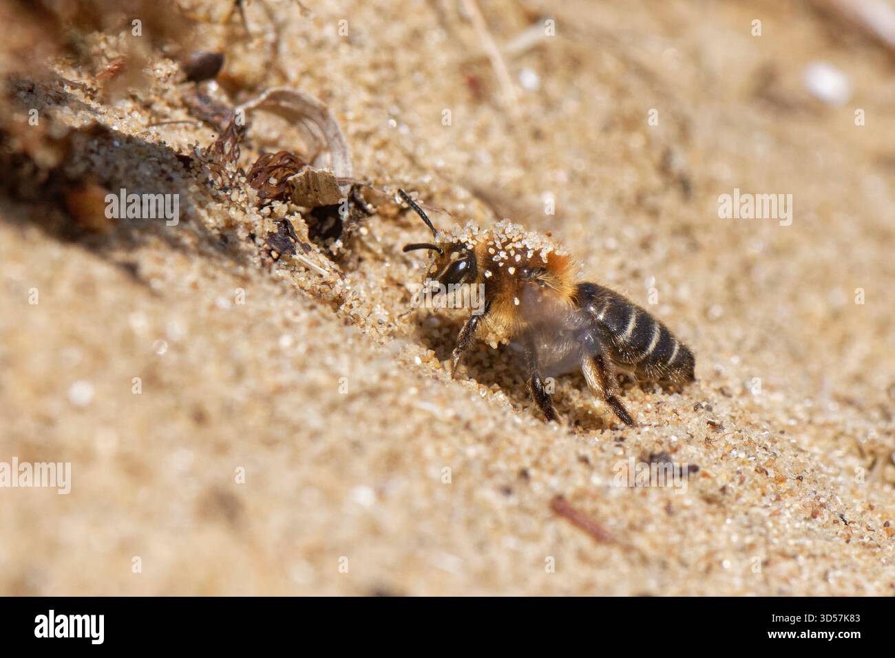 Femelle d'abeille minière de sable (Andrena barbilabris) saupoudrée de sable émergeant de son nid caché dans une dune de sable côtière, Kenfig NNR, pays de Galles, Royaume-Uni. Banque D'Images