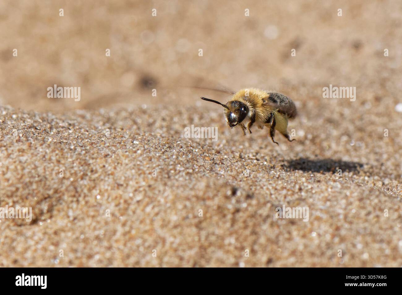 Femelle d'abeille minière dans le bac à sable (Andrena barbilabris), chargée de pollen, atterrissant près de son terrier dans une dune de sable côtière, Kenfig NNR, Glamorgan, pays de Galles, Royaume-Uni, Banque D'Images