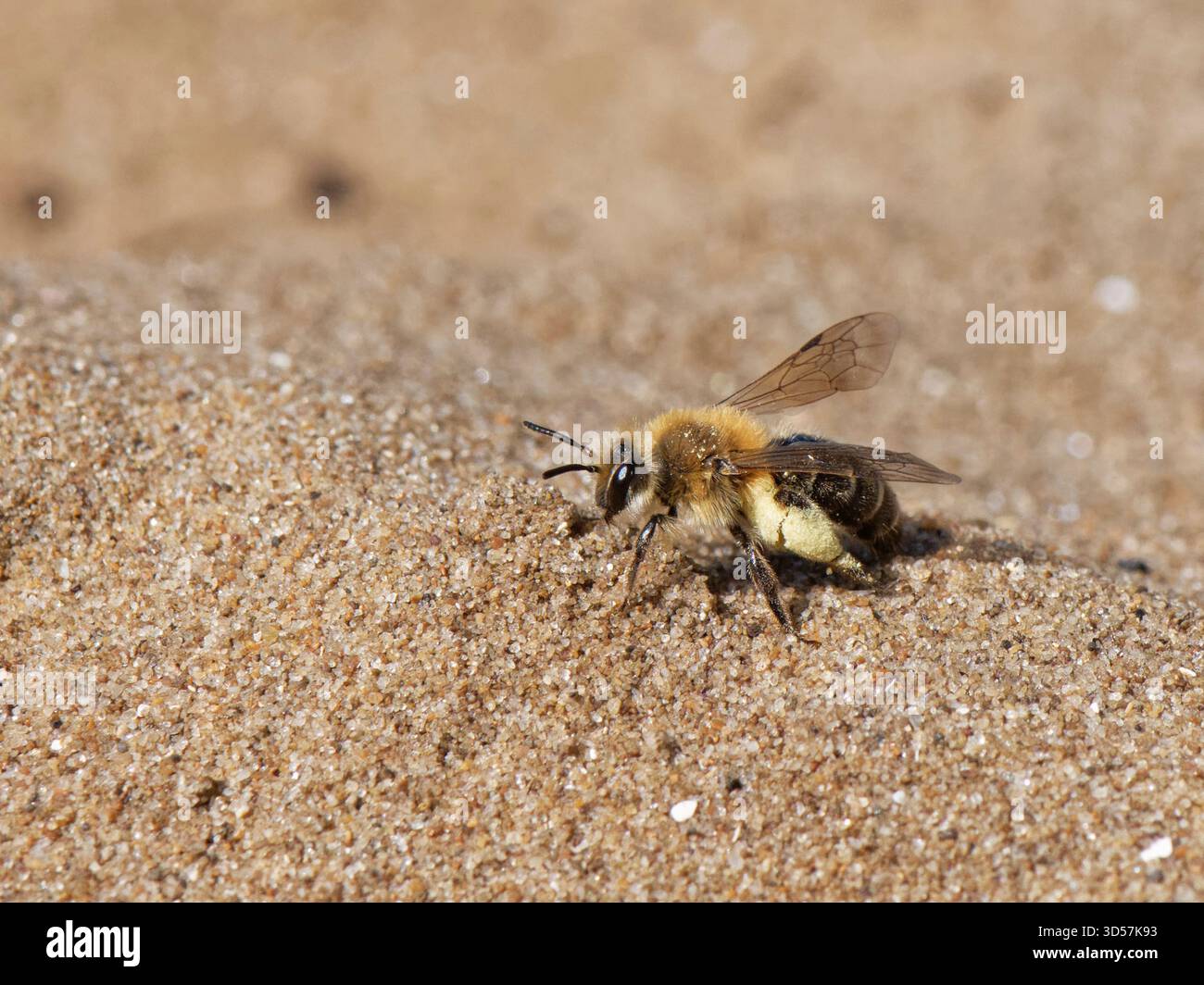 Femelle d'abeille minière de sable (Andrena barbilabris), chargée de pollen, atterrissant près de son terrier caché dans une dune de sable côtière, Kenfig NNR, pays de Galles, Royaume-Uni. Banque D'Images