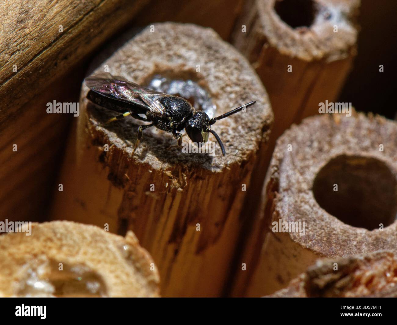 Un mâle d'abeille à face jaune commune (Hylaeus communis) vient de sortir d'un terrier de nid après avoir mâché à travers un phoque semblable à de la cellophane, Wiltshire Garden, UK, ma Banque D'Images