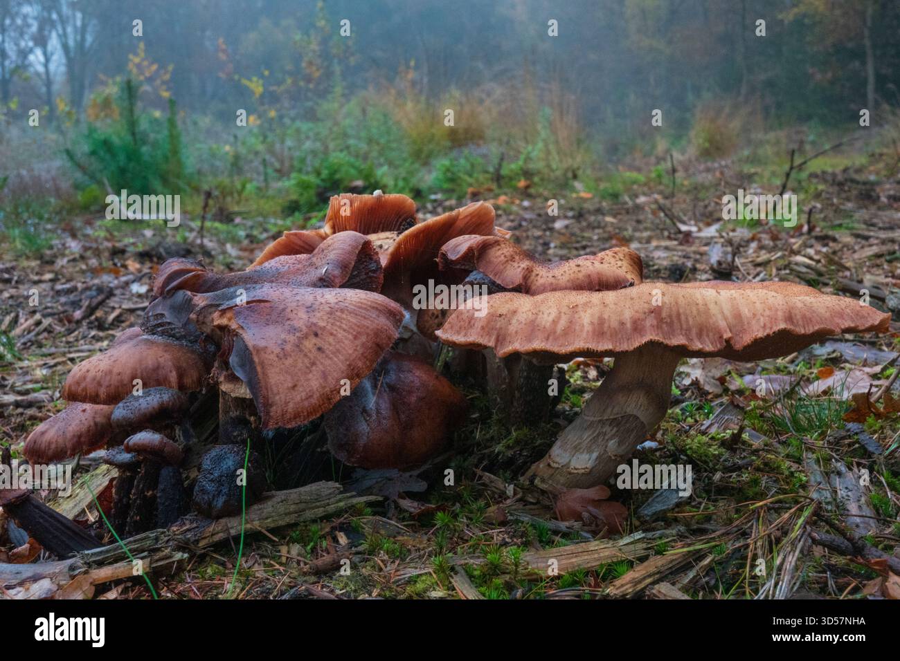 Groupe de champignons miel, Armillaria ostoyae Banque D'Images