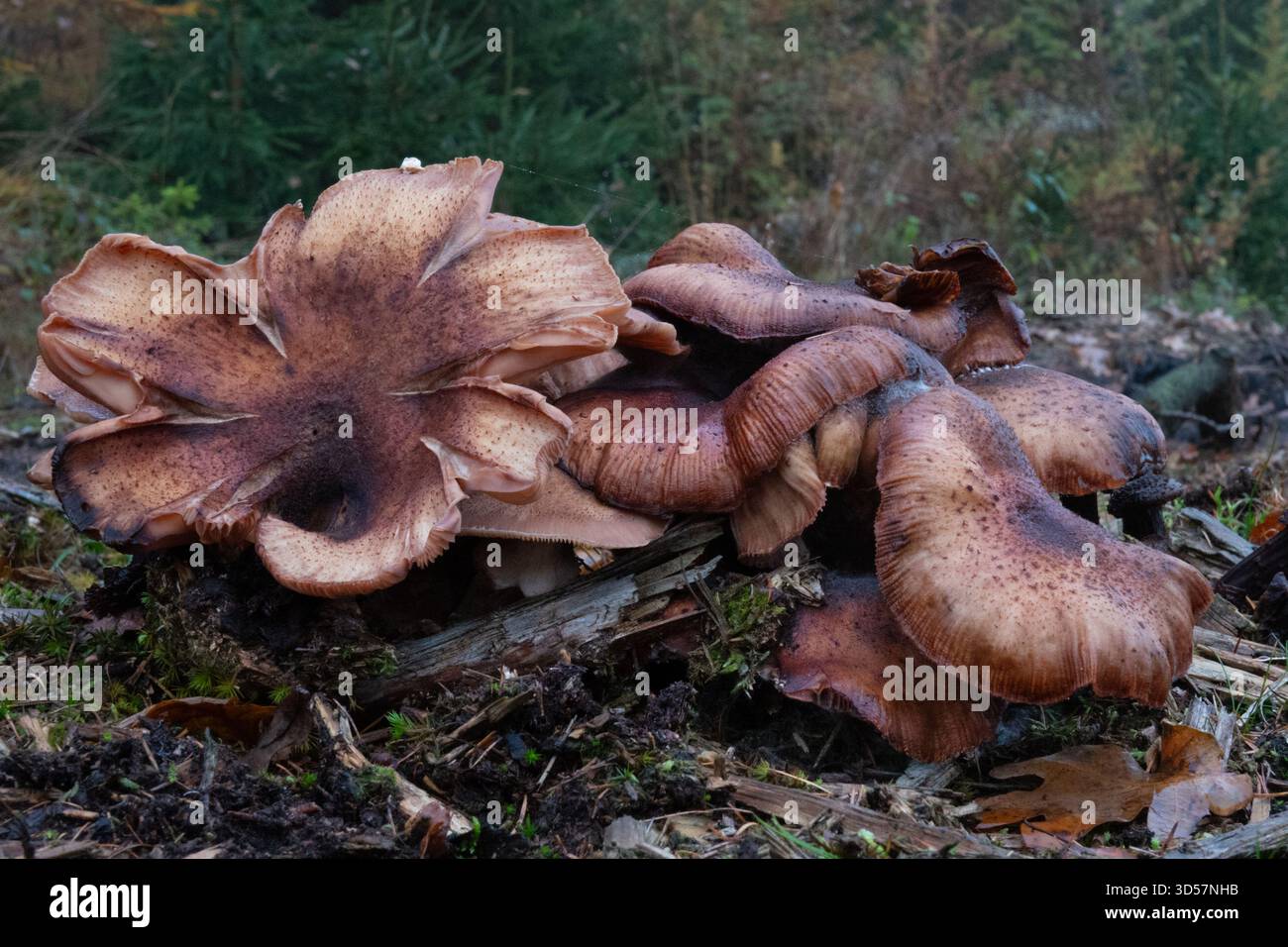 Groupe de champignons miel, Armillaria ostoyae Banque D'Images