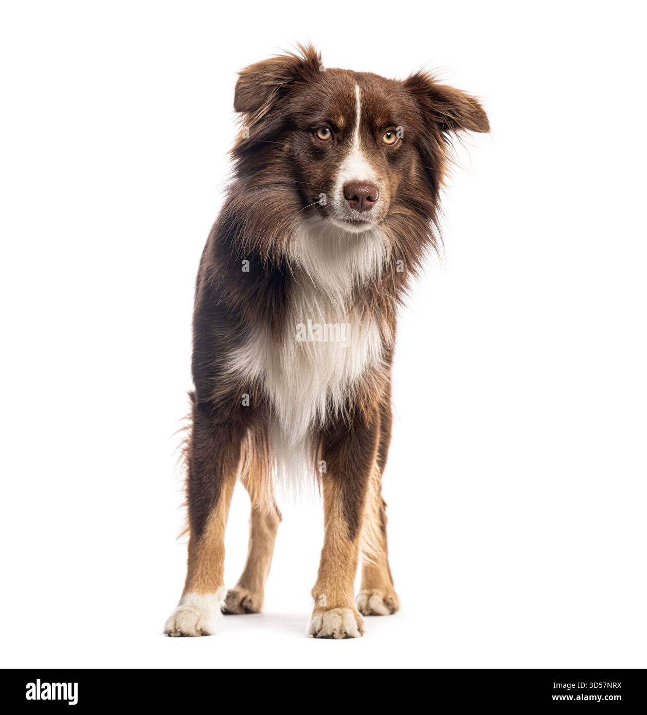 Adorable chien de berger américain debout et regardant vers l'avant sur un fond blanc Banque D'Images