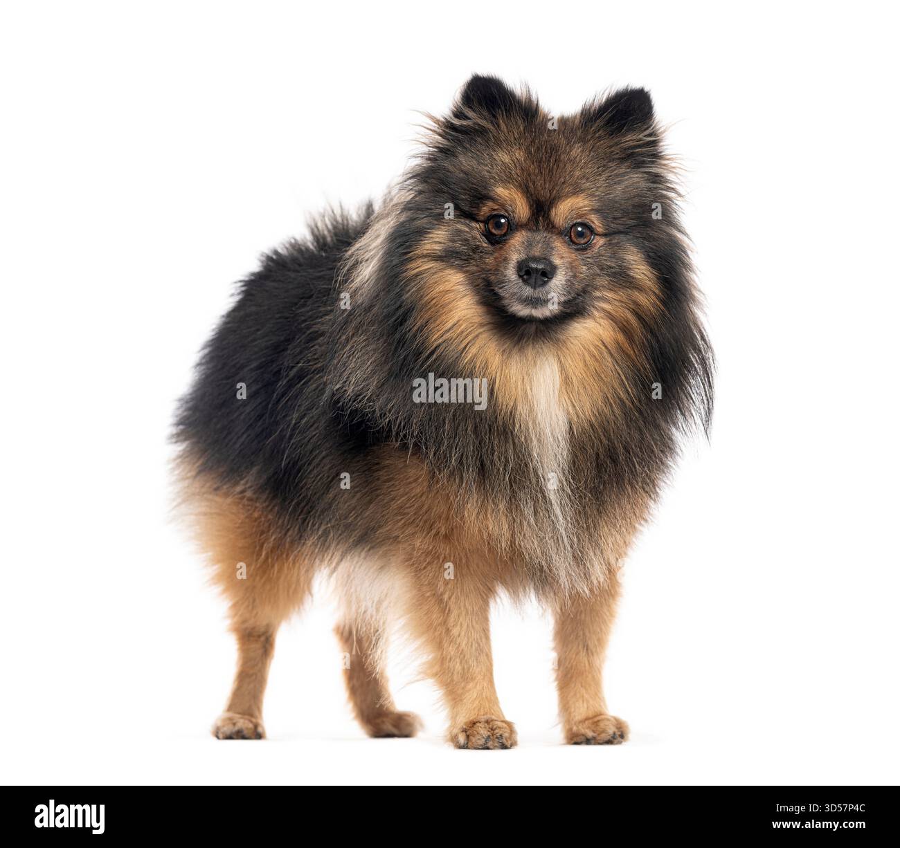 Spitz klein allemand debout et regardant vers l'avant, isolé sur fond blanc Banque D'Images