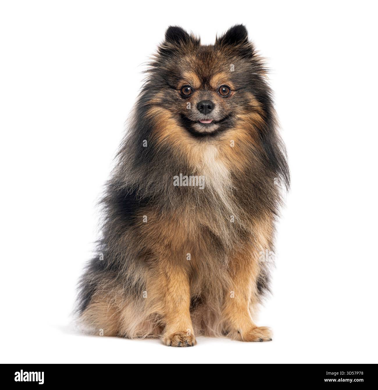 Allemand spitz klein assis et regardant vers l'avant, langue dehors, isolé sur blanc Banque D'Images