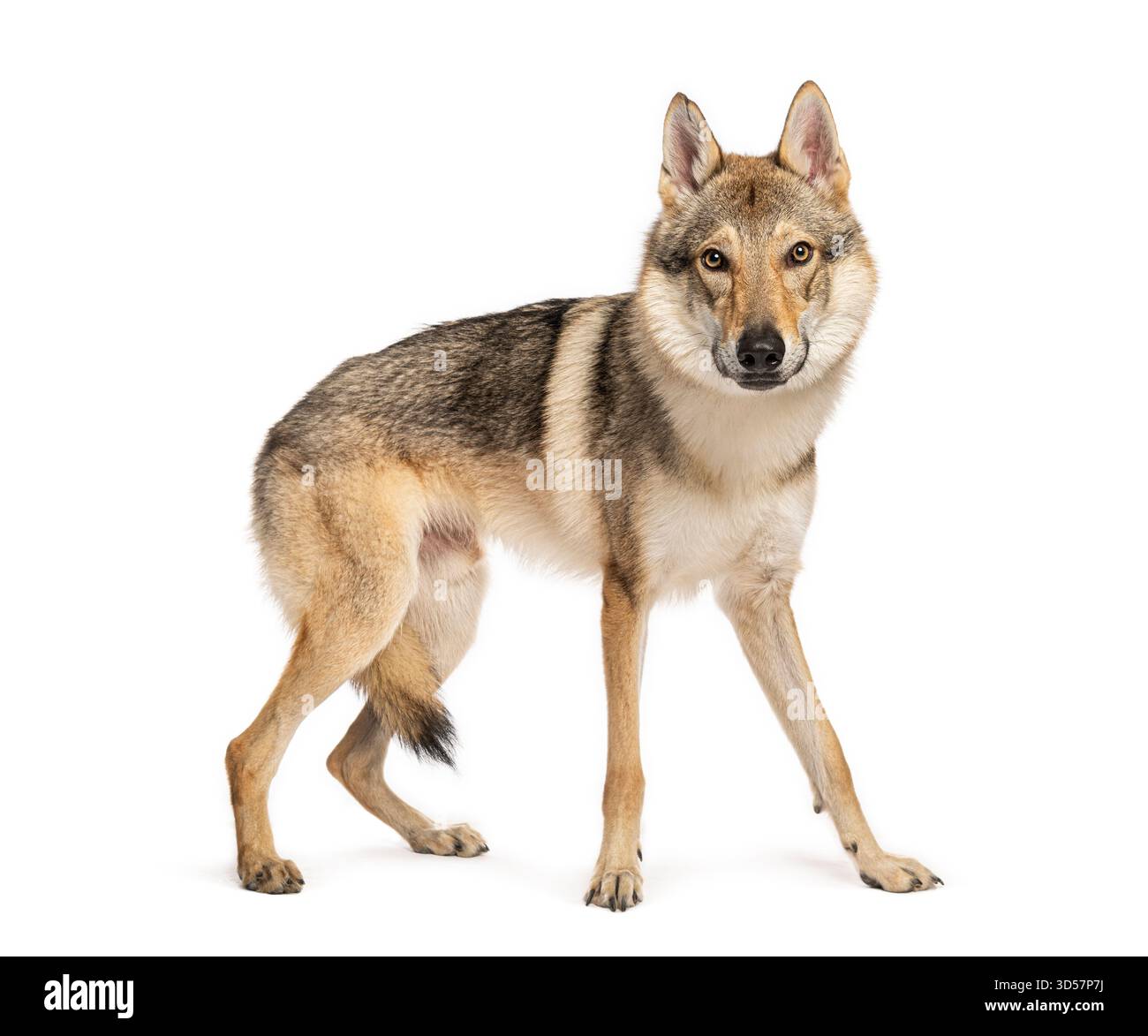 Chien de loup tchécoslovaque debout et regardant vers l'avant sur un fond blanc Banque D'Images
