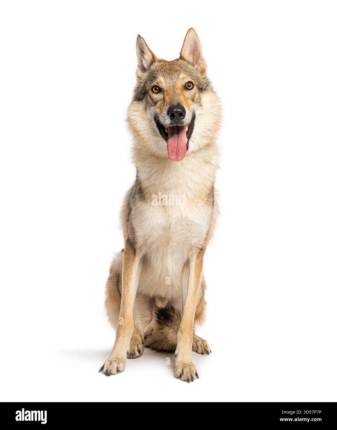 Plan studio de chien de loup tchécoslovaque assis sur fond blanc, haletant et regardant vers l'avant Banque D'Images