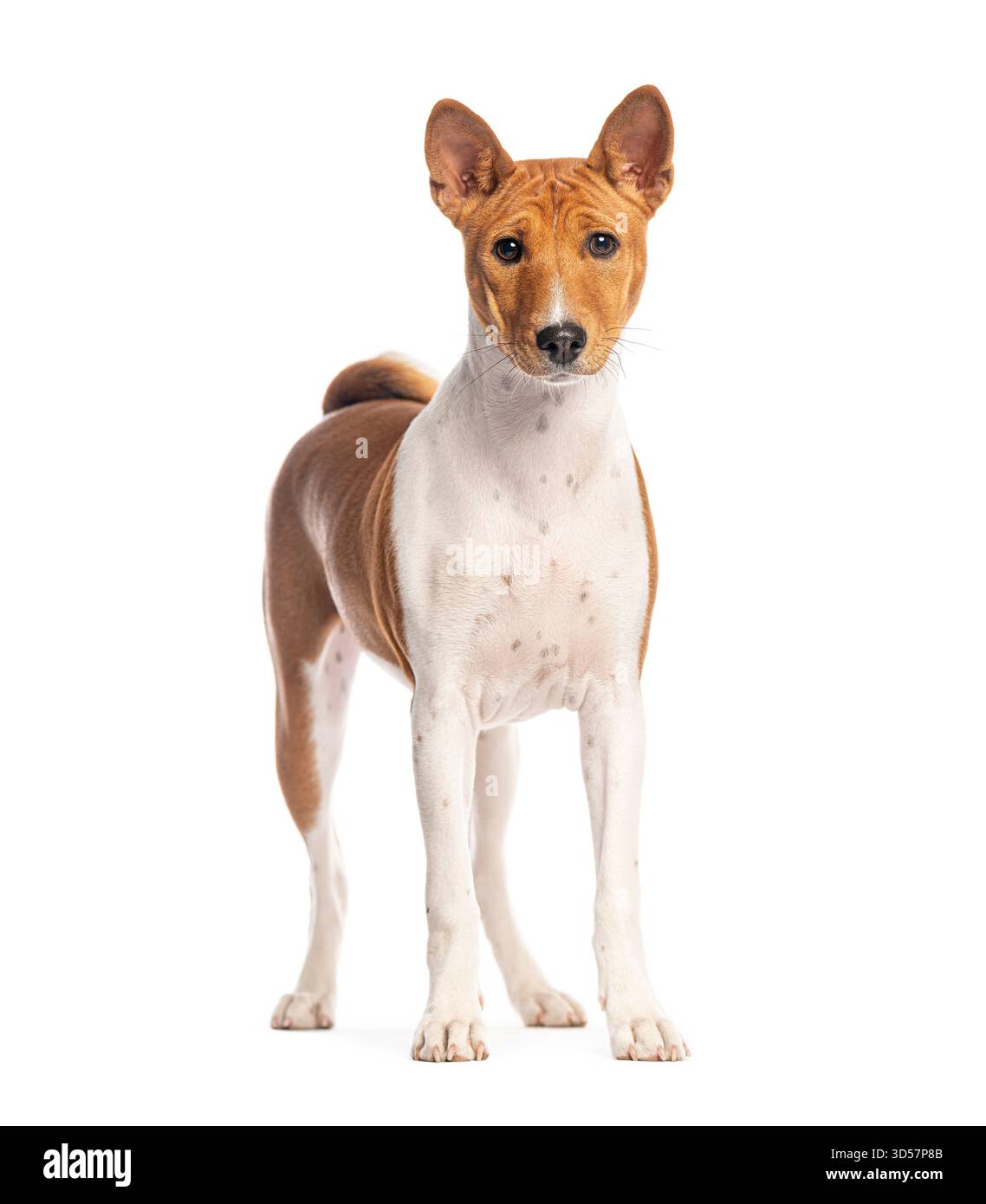 Photo studio d'un chien basenji debout et regardant vers l'avant sur un fond blanc Banque D'Images