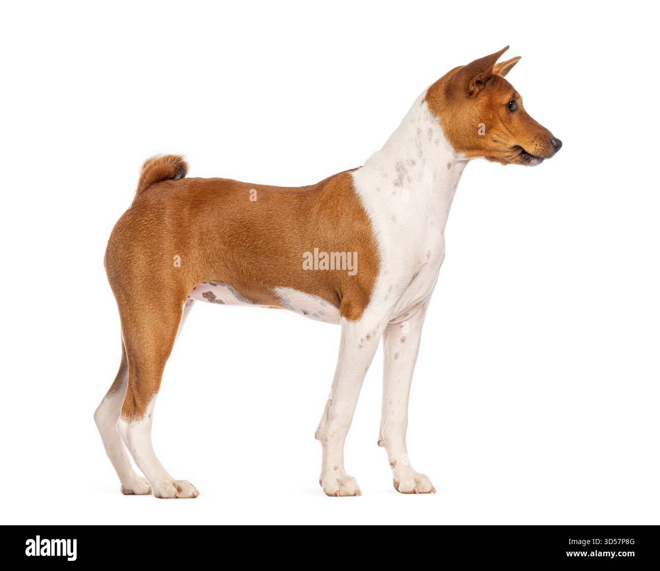 Vue latérale d'un chien basenji debout et regardant loin, isolé sur blanc Banque D'Images