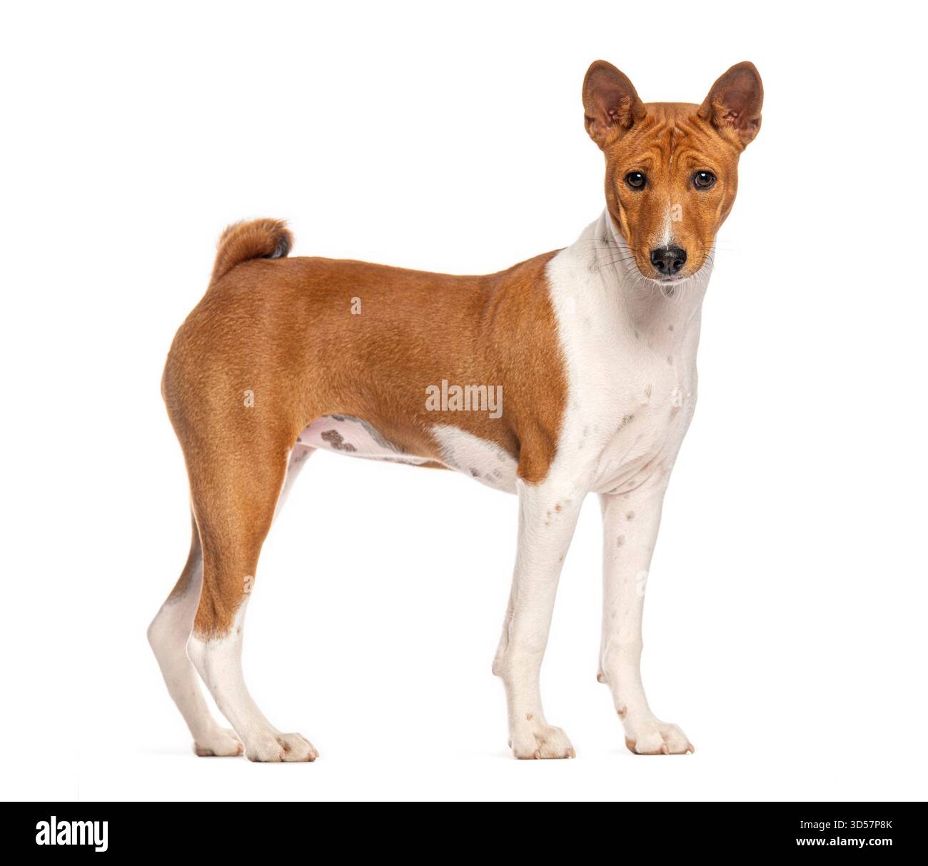Chien Basenji debout et regardant vers l'avant sur un fond blanc Banque D'Images