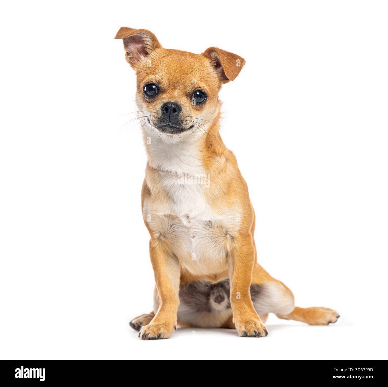 Petit chien chihuahua brun et blanc assis et regardant vers l'avant sur un fond blanc Banque D'Images