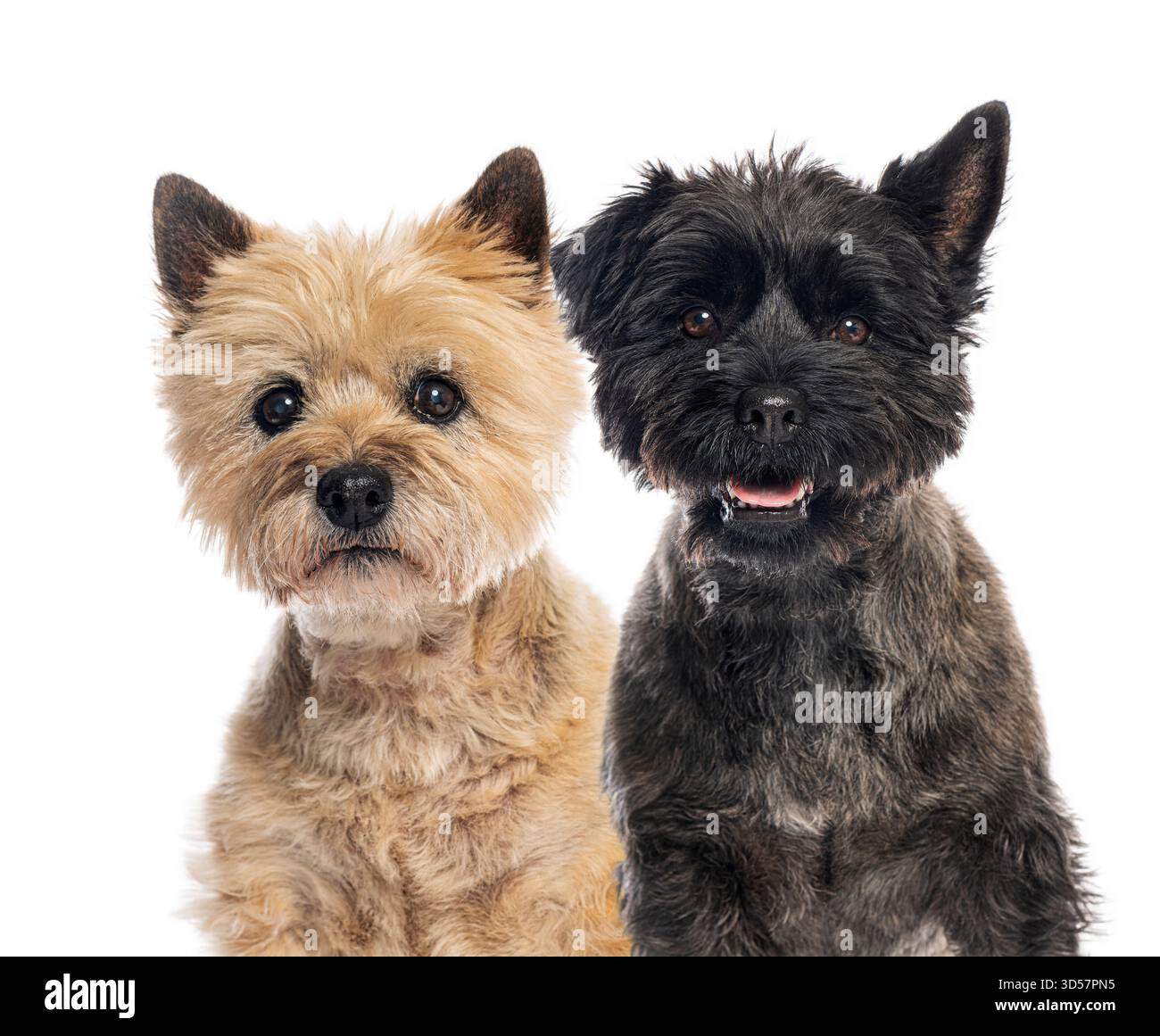 Plan studio de deux chiens de cairn terrier assis et regardant vers l'avant sur un fond blanc Banque D'Images