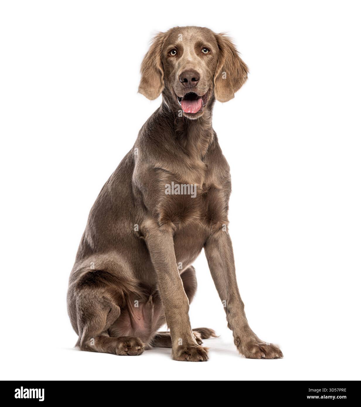 Chien Weimaraner assis et haletant, isolé sur fond blanc Banque D'Images
