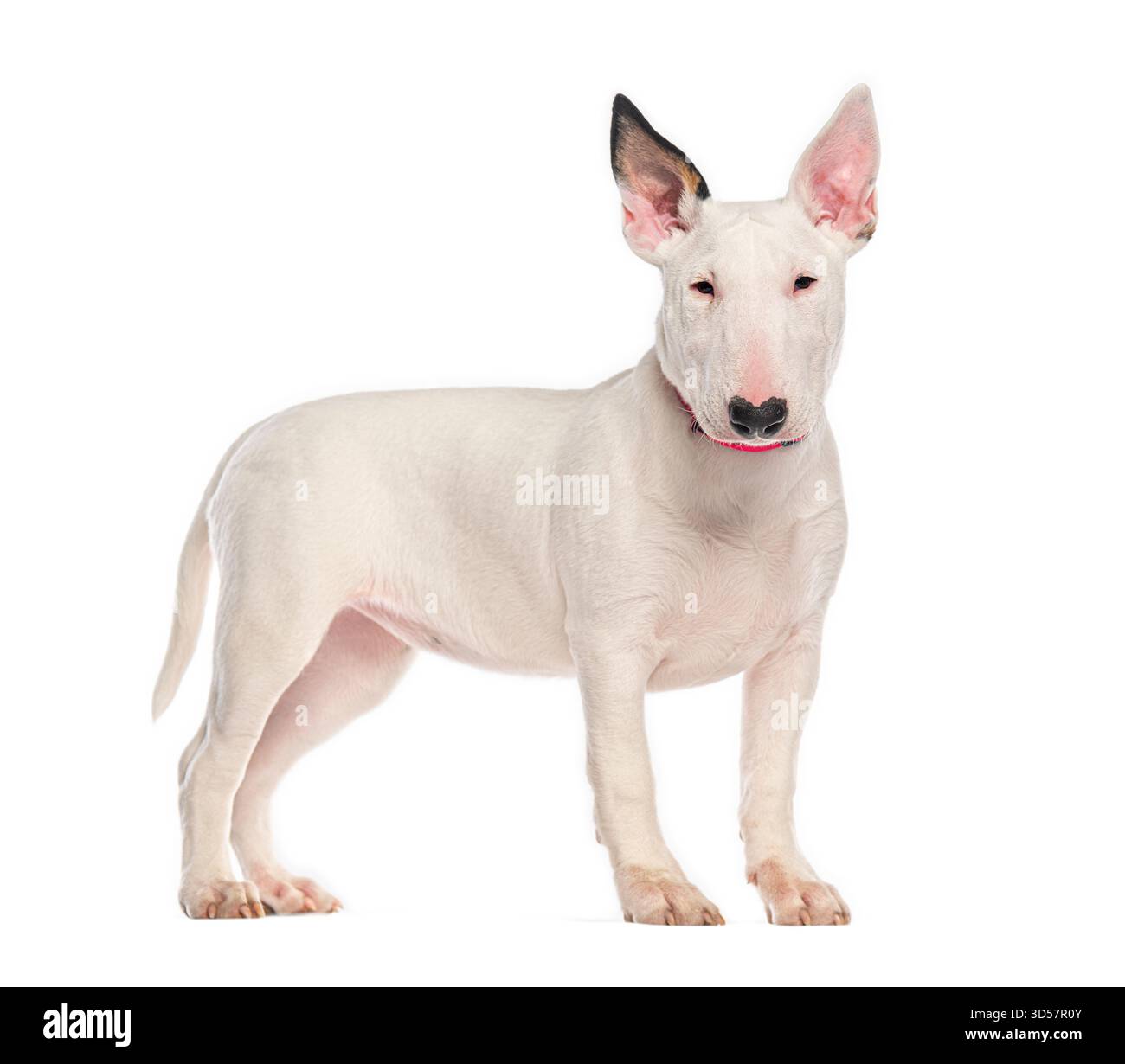 Adorable chiot blanc Bull terrier debout et regardant vers l'avant sur un fond blanc sans couture Banque D'Images