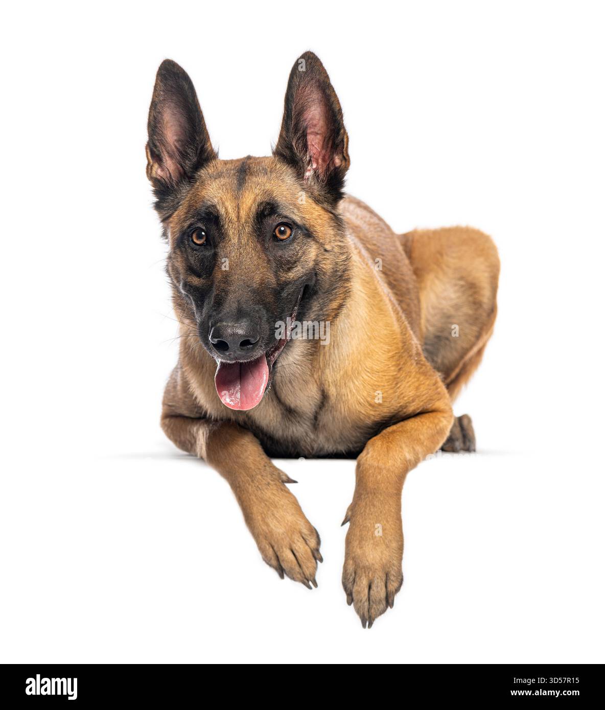 Chien de berger belge allongé, haletant et regardant vers l'avant sur un fond blanc Banque D'Images