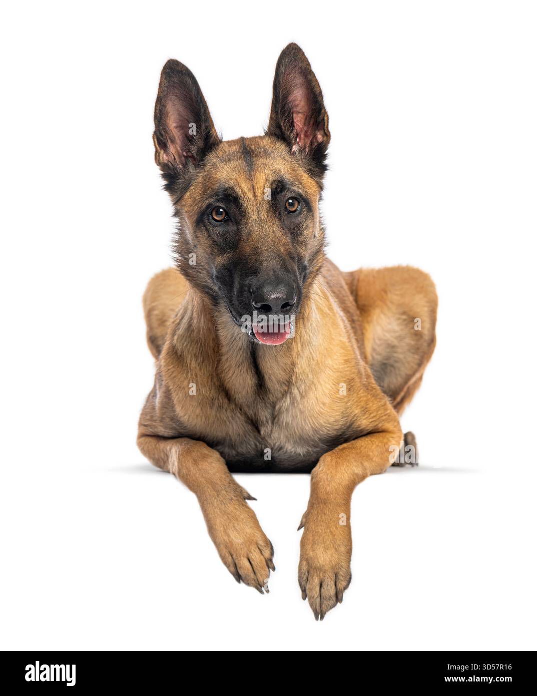 Chien malinois belge couché, haletant et regardant vers l'avant sur un fond blanc Banque D'Images