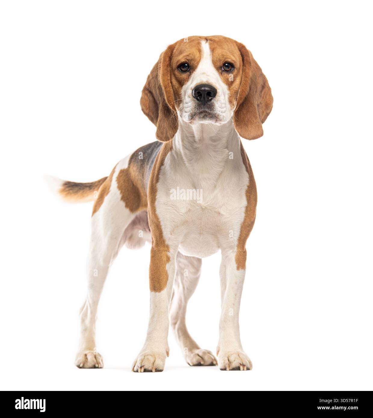 Beagle debout sur un fond blanc et regardant vers l'avant Banque D'Images
