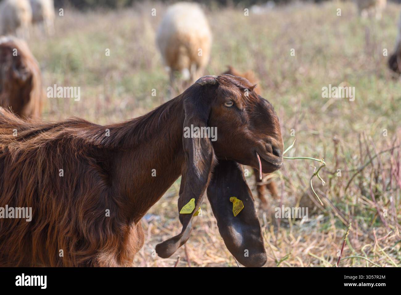 Gros plan détaillé soulignant les caractéristiques déterminantes d'une chèvre noire chypriote - ses longues oreilles caractéristiques et ses traits sombres du visage. Li. Méditerranéen Banque D'Images