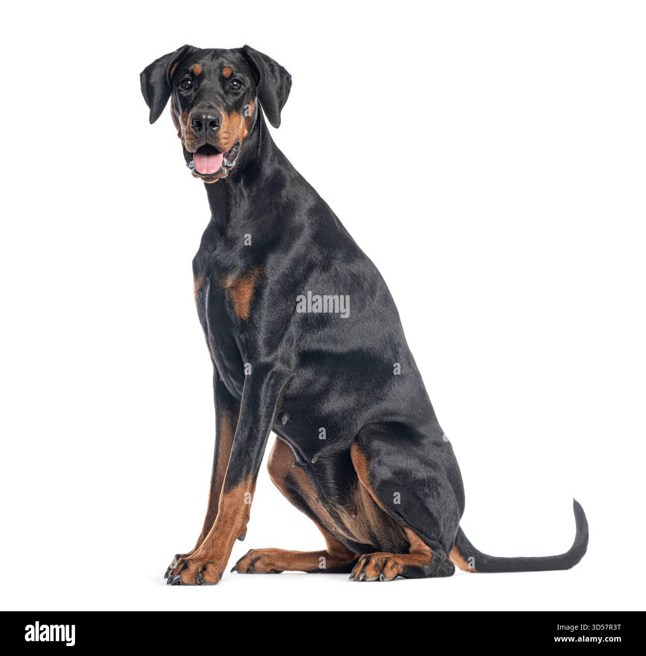 Beau doberman Pinscher assis sur fond blanc et regardant vers l'avant Banque D'Images