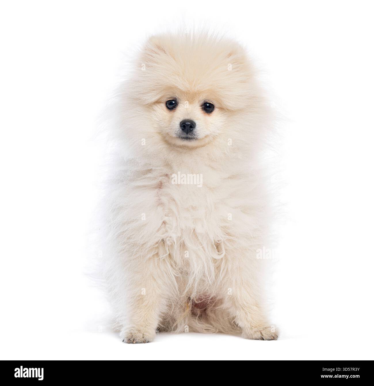 Petit chiot pomeranian moelleux assis et regardant vers l'avant sur un fond blanc, parfait pour les animaux de compagnie ou les thèmes d'animaux Banque D'Images