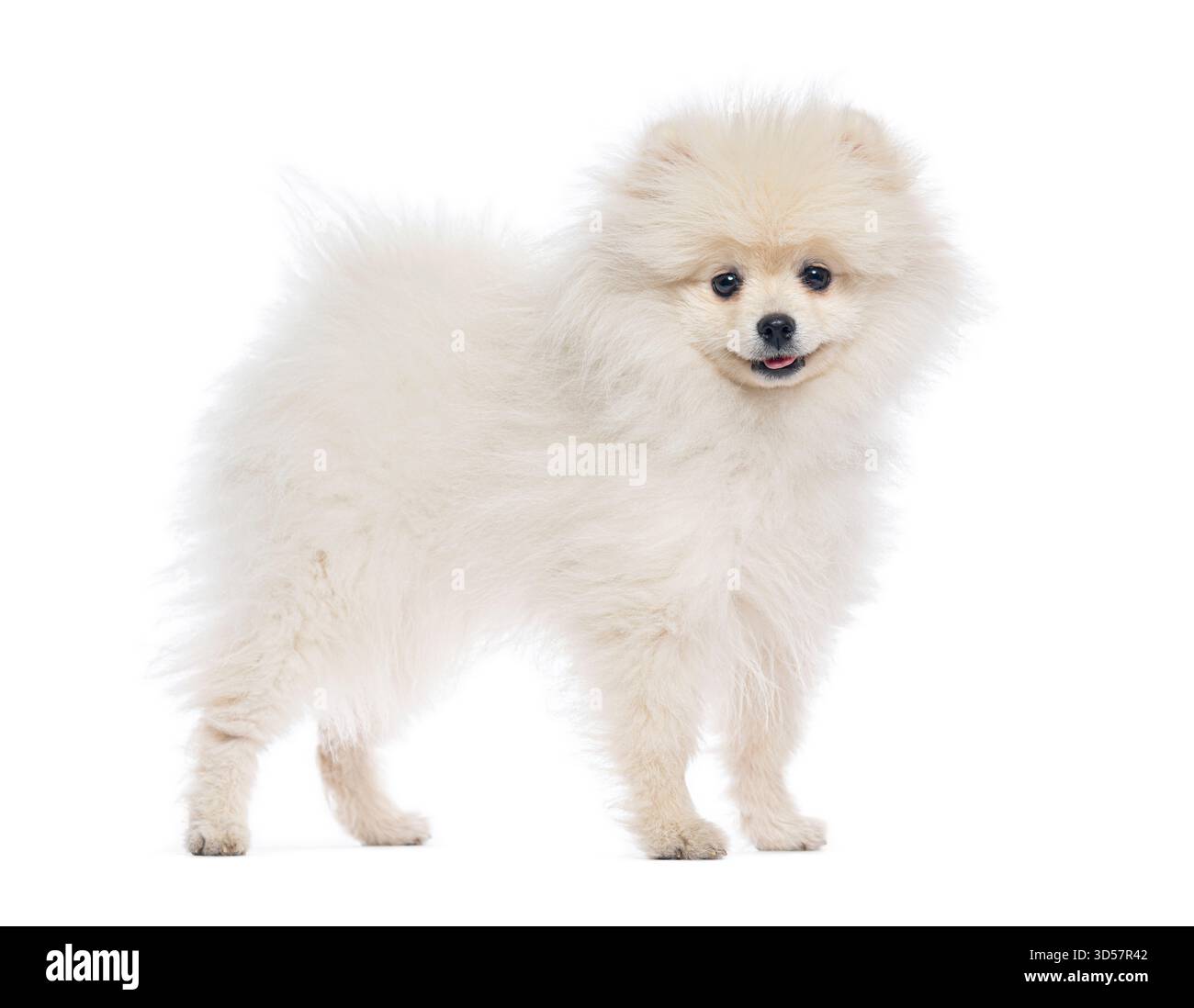 Petit chiot blanc de poméranie debout sur un fond blanc sans couture Banque D'Images