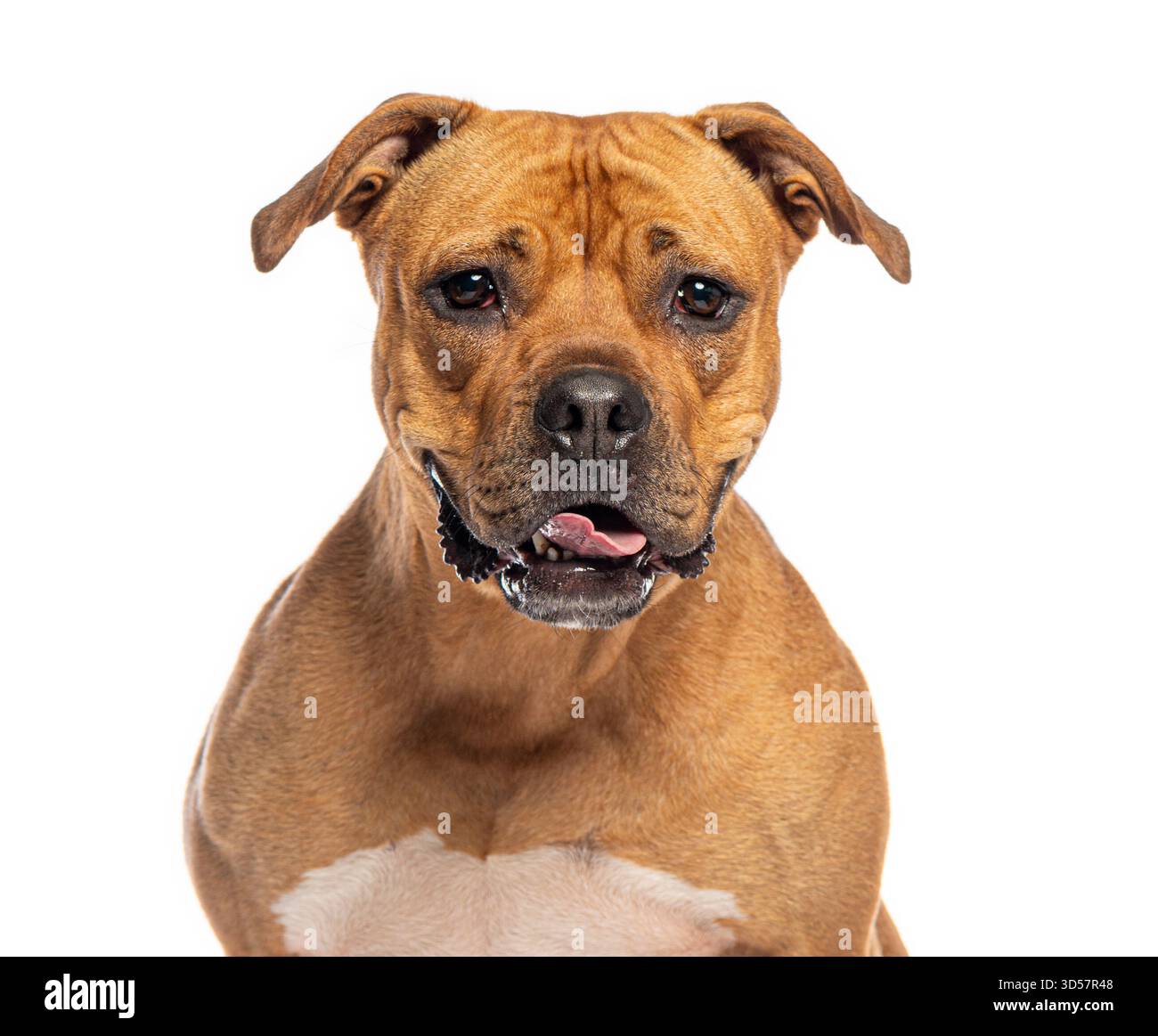 American staffordshire terrier haletant et regardant vers l'avant sur fond blanc Banque D'Images