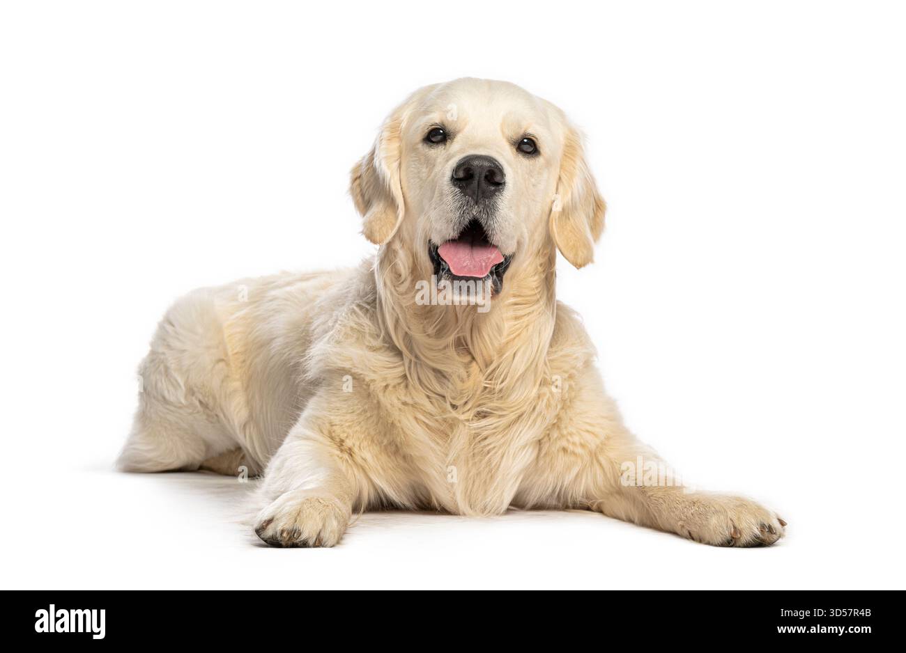 Chien Golden retriever allongé, haletant et regardant vers l'avant sur un fond blanc Banque D'Images