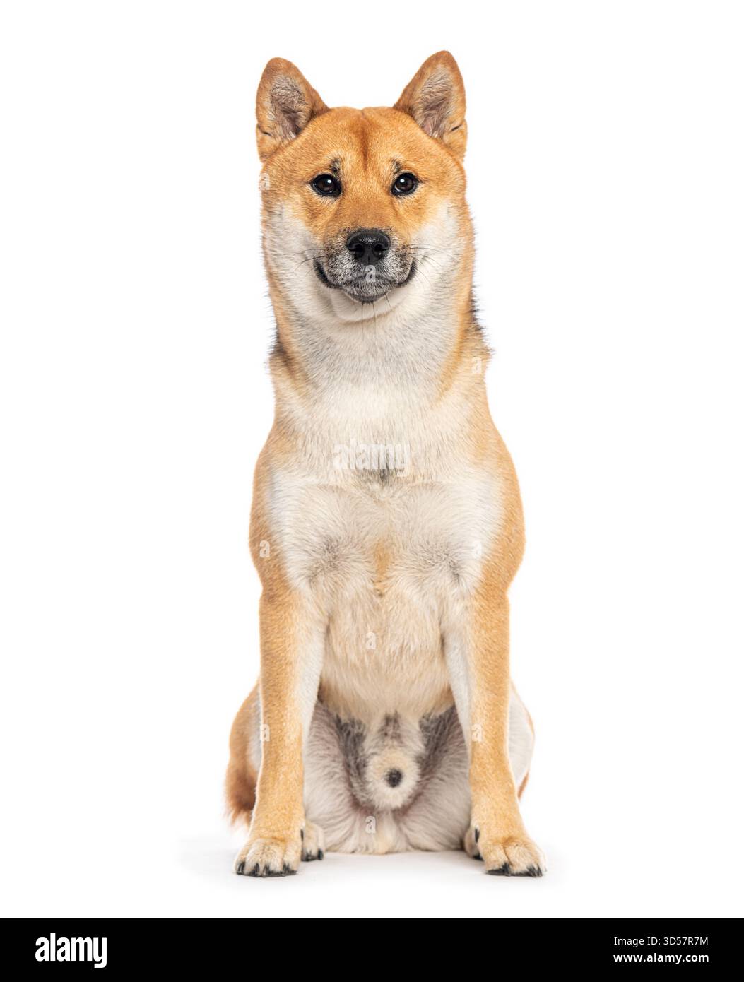 Studio shot de beau chien shiba inu assis et regardant vers l'avant sur fond blanc Banque D'Images