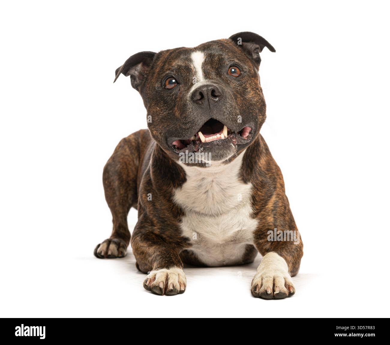 Adorable staffordshire Bull terrier allongé, haletant et levant les yeux avec une expression curieuse Banque D'Images