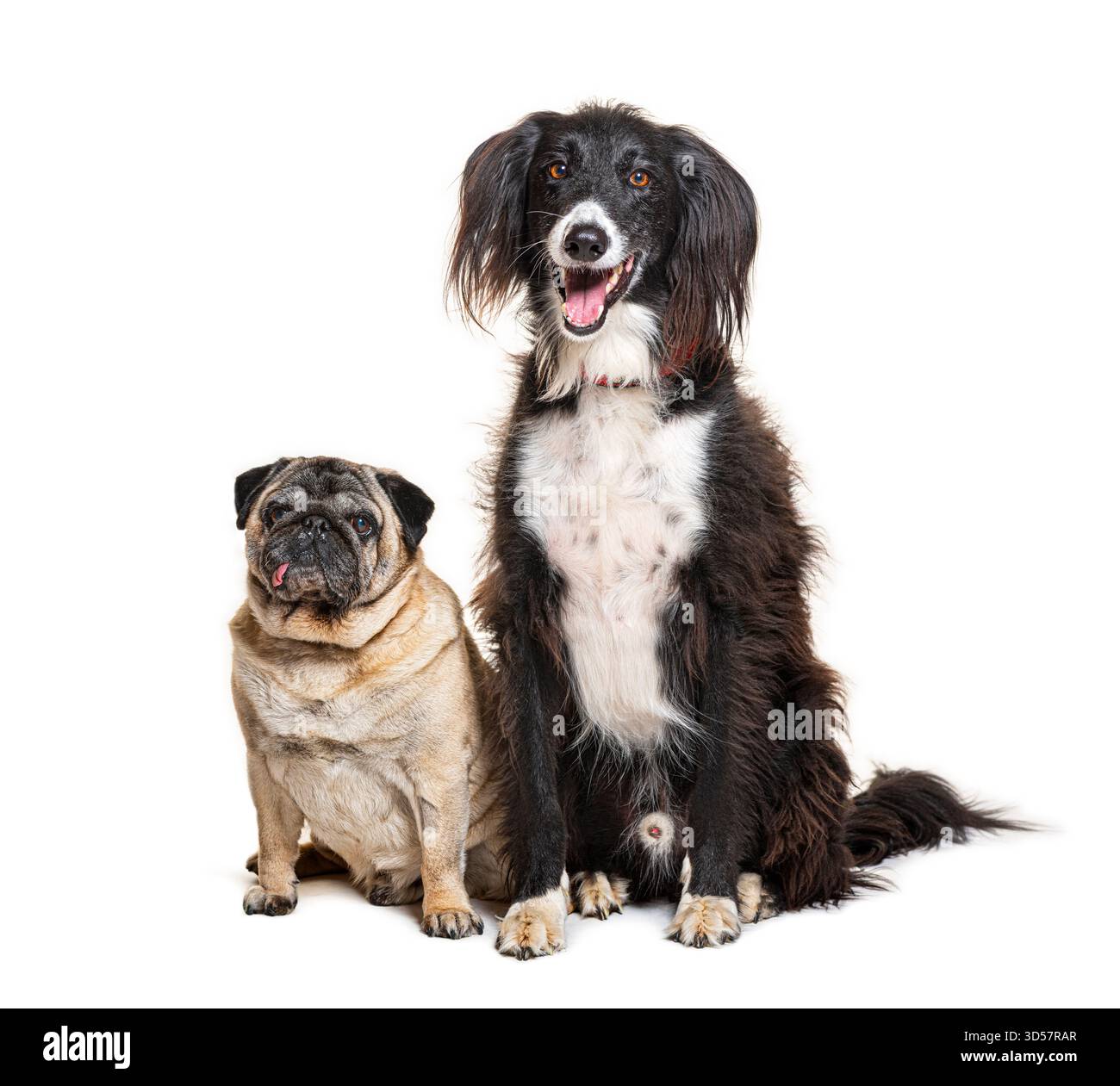 Chien et carlin croisés assis ensemble et regardant vers l'avant sur un fond blanc Banque D'Images