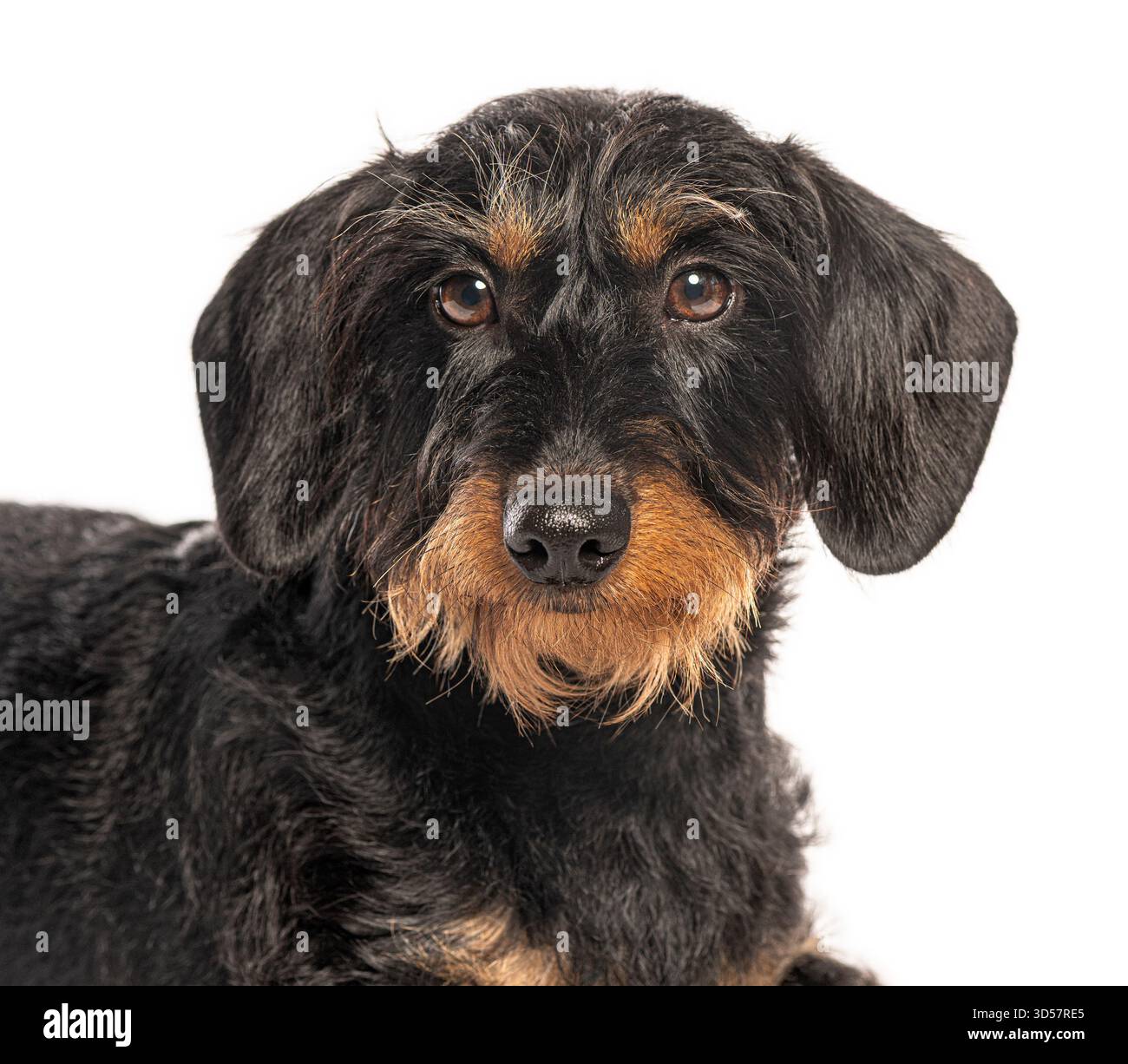 Portrait d'un beau chien teckel à poil de fil regardant vers l'avant sur un fond blanc Banque D'Images