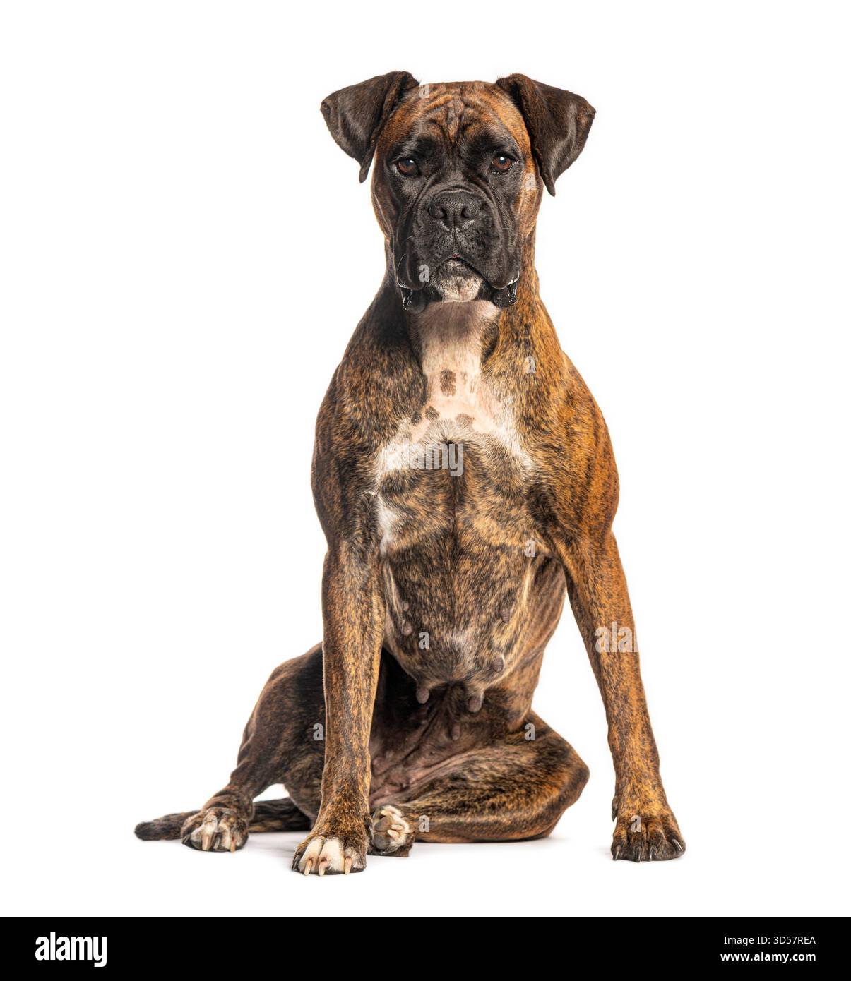 Boxer chien assis et regardant vers l'avant sur un fond blanc Banque D'Images